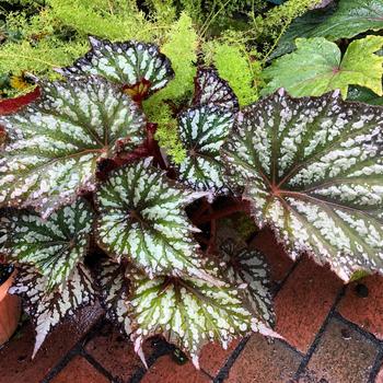 Begonia 'Summer Storm' (275280)