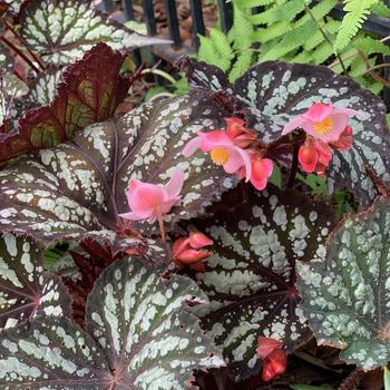 Begonia 'Summer Storm' PPAF