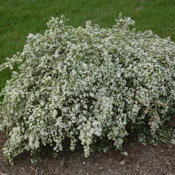 Aster 'Bridal Veil' (275282)