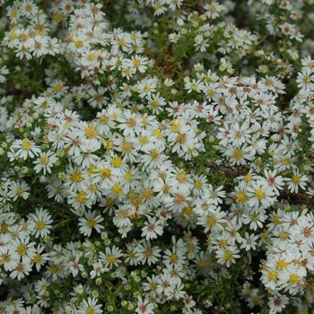 Aster 'Bridal Veil' 