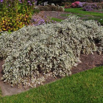 Aster 'Bridal Veil' (275284)