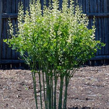 Baptisia 'Last Dance' (275287)