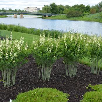 Baptisia 'Last Dance' (275288)