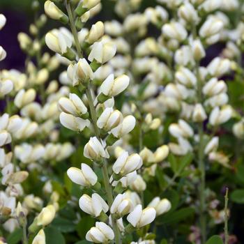 Baptisia 'Last Dance' (275289)