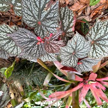 Begonia Lunar Lights™ 'Little Moon' (275290)