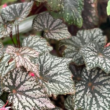 Begonia Lunar Lights™ 'Little Moon' (275292)