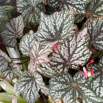 Begonia 'Little Moon' PPAF