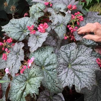 Begonia Lunar Lights™ 'Neon Moon' (275294)