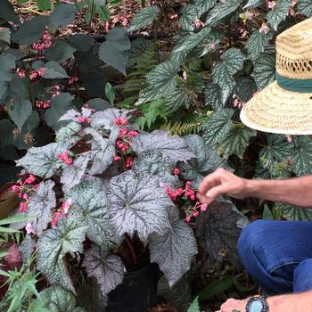 Begonia Lunar Lights™ 'Neon Moon' (275295)