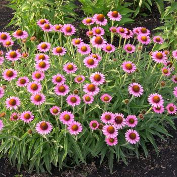 Echinacea 'Pixie Meadowbrite™' (275296)