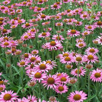 Echinacea 'Pixie Meadowbrite™' 'CBG Cone 2' PP18546