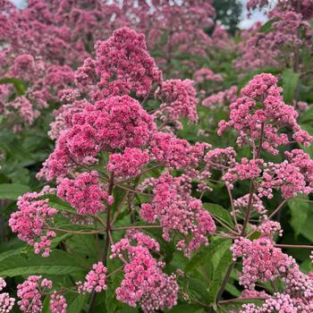 Eupatorium fistulosum 'JoJo' PP34665