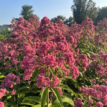 Eupatorium fistulosum 'JoJo' (275300)