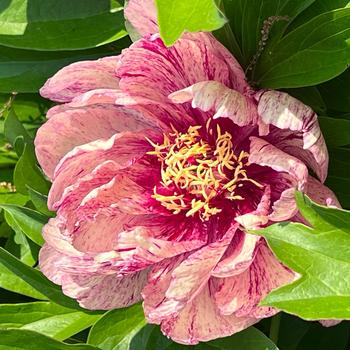 Paeonia Garden Candy® 'All That Jazz' (275301)