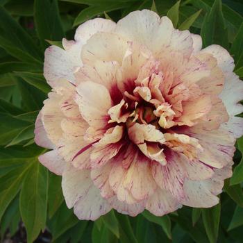 Paeonia Garden Candy® 'All That Jazz' (275302)