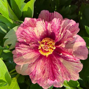 Paeonia 'All That Jazz' 