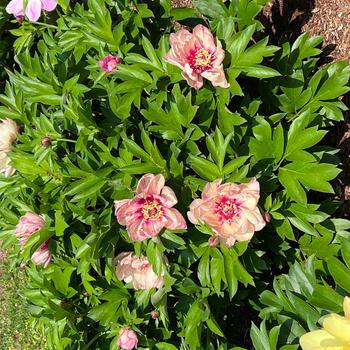 Paeonia Garden Candy® 'All That Jazz' (275304)