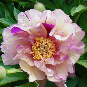 Paeonia Garden Candy® 'Blueberry Lemonade™' (275309)