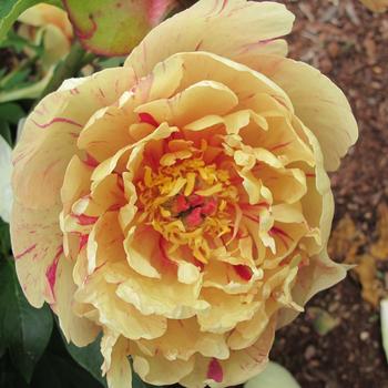 Paeonia Garden Candy® 'Blueberry Lemonade™' (275311)