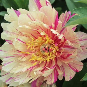 Paeonia 'Smithopus12' PPAF