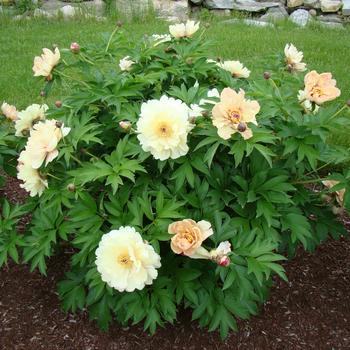 Paeonia Garden Candy® 'Blueberry Lemonade™' (275313)