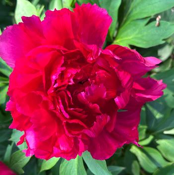 Paeonia 'Smithopus10' PPAF