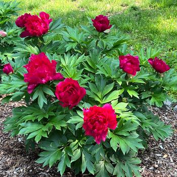 Paeonia Garden Candy® 'Candy Apple™' (275315)