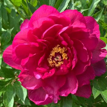 Paeonia Garden Candy® 'Candy Apple™' (275316)