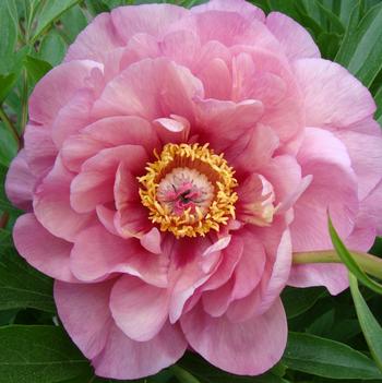 Paeonia 'Smithopus3' PPAF