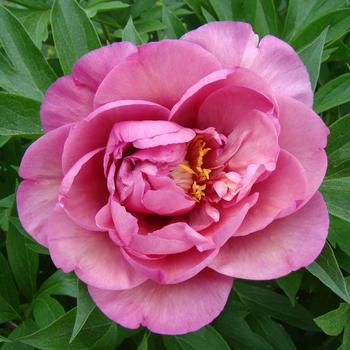 Paeonia Garden Candy® 'Double Bubble Pink™' (275318)