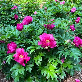 Paeonia 'Smithopus7' PPAF