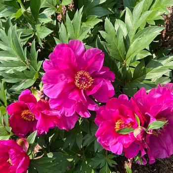 Paeonia Garden Candy® 'Evie Jane™' (275320)