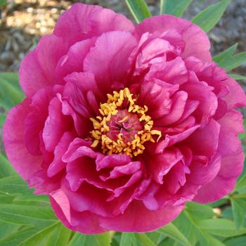 Paeonia Garden Candy® 'Evie Jane™' (275321)