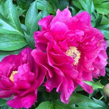 Paeonia 'Smithopus11' PPAF