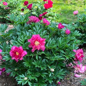 Paeonia Garden Candy® 'Noa Jolie™' (275323)