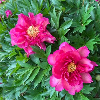 Paeonia Garden Candy® 'Noa Jolie™' (275324)