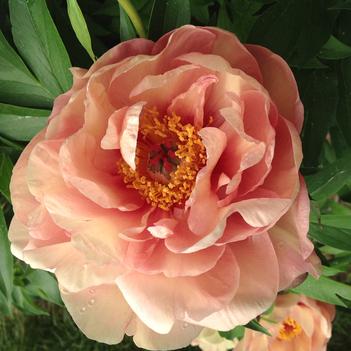 Paeonia 'Smithopus5' PPAF