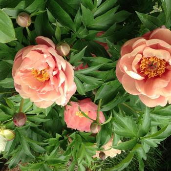 Paeonia Garden Candy® 'Peach-A-Licious™' (275327)