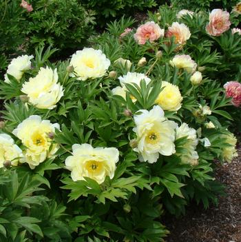 Paeonia 'Smithopus4' PPAF