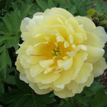 Paeonia Garden Candy® 'Pineapple Fizz™' (275330)