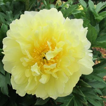 Paeonia Garden Candy® 'Pineapple Fizz™' (275331)