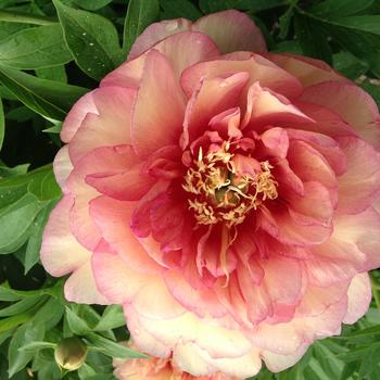 Paeonia Garden Candy® 'Simply Scrumptious™' (275332)