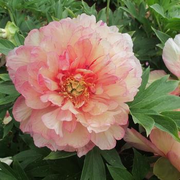 Paeonia Garden Candy® 'Simply Scrumptious™' (275333)