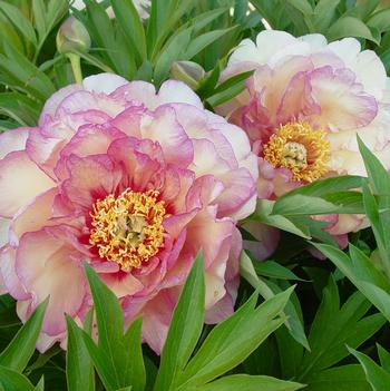 Paeonia 'Smithopus6' PPAF