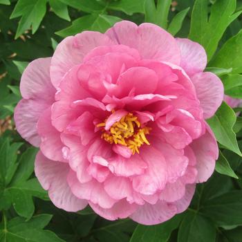 Paeonia Garden Candy® 'Strawberry Swirl™' (275335)