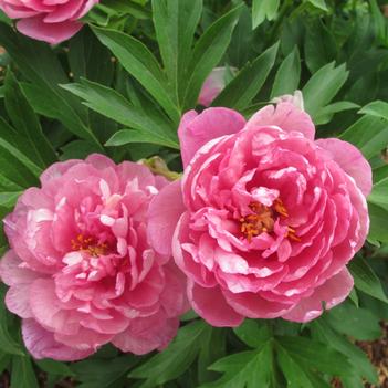 Paeonia 'Smithopus9' PPAF