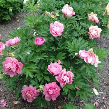 Paeonia Garden Candy® 'Strawberry Swirl™' (275337)