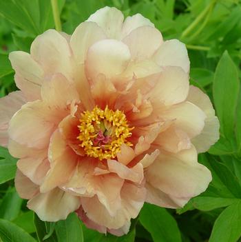 Paeonia 'Smithopus8' PPAF