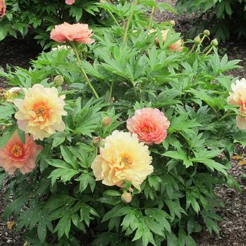 Paeonia Garden Candy® 'Summer Sunset™' (275339)