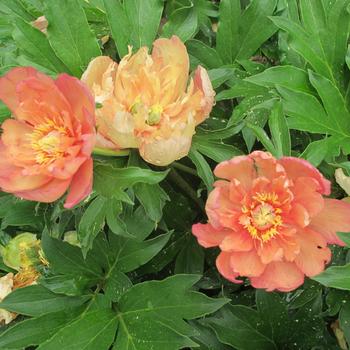 Paeonia Garden Candy® 'Summer Sunset™' (275341)